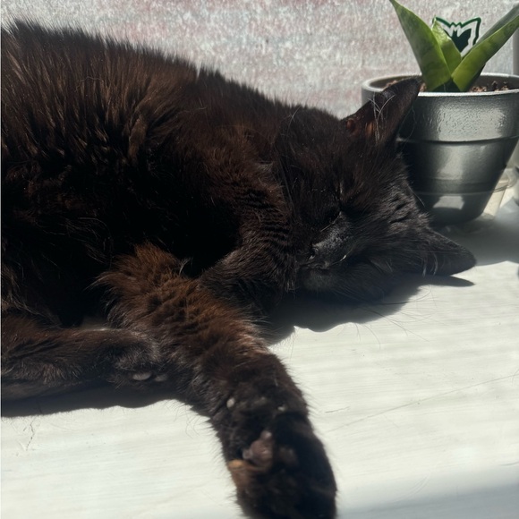 Meet your Posher, Amanda - Picture 2 of 3